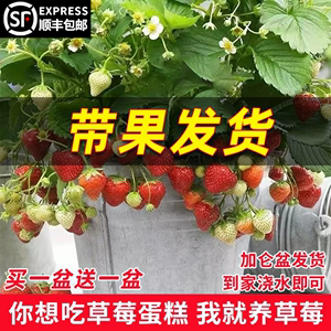 精品草莓苗四季盆栽食用红颜牛奶油苗秧种子阳台新苗带盆带土带果