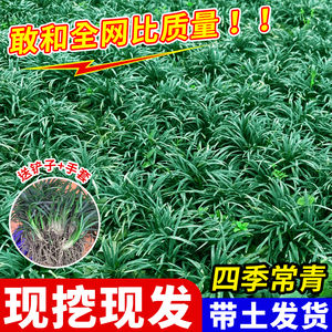 日本矮麦冬草苗别墅庭院园林绿化草坪植物带土耐热耐寒金边玉龙草