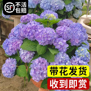 绣球花盆栽带花大苗无尽夏万华镜耐晒欧洲木本绣球鲜花老桩四季开