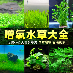 【鱼缸专用】增氧水草植物造氧净化水质鱼缸水草植物真草造景套餐