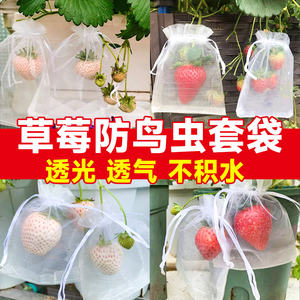 草莓套袋专用袋防鸟防虫神器纱网水果套袋葡萄桃子无花果瓜果套袋