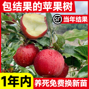 脆甜苹果树果苗红富士南北方庭院矮化盆栽正宗山西糖心嘎啦丑苹果