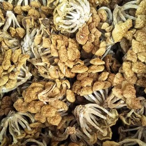 古田特产滑子菇干货 滑子蘑滑菇 新鲜菌菇食用菌 袋装250g