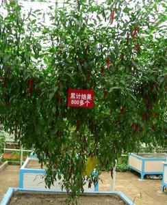 大型辣椒树大苗一年四季食用树苗老桩多年生巨型章树岗美人椒盆栽
