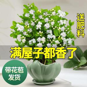 去驱蚊室外室内植物蚊草苗能驱蚊神器驱虫花茉莉花的花草幼苗苞