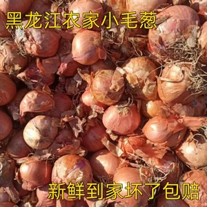 黑龙江小洋葱 头毛葱圆葱头迷你小毛葱新鲜黄皮洋葱今年新圆葱头