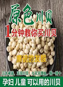 无熏川贝净重250g川贝母正品四川川贝粒川贝粉儿童川贝微苦不酸