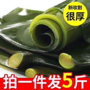 海带头新鲜5斤盐渍厚荣成昆布海带丝结片海带根荣成干货海白菜嫩