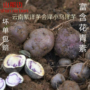 云南七彩土豆紫洋芋会泽转心乌洋芋非转基因七彩马铃薯10斤装