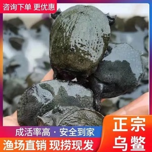 深水珍珠鳖活体观赏甲鱼外塘中华鳖甲鱼王八鱼缸混养吃粪招财乌鳖