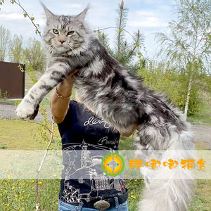 缅因猫纯种巨型幼猫出售活体银虎斑幼崽大型库恩宠物猫咪挪威森林