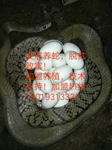 水律蛇蛋 蛇蛋 受精蛋 合作社提供养殖技术 包回收