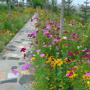 适合夏季种的花仔混合野花植物花种籽子四季室外庭院开花花草种子