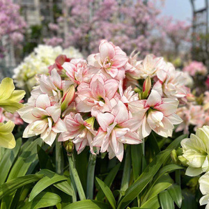 荷兰朱顶红种球虹越进口多年生阳台庭院花卉梦幻柠檬精灵舞后黛丝