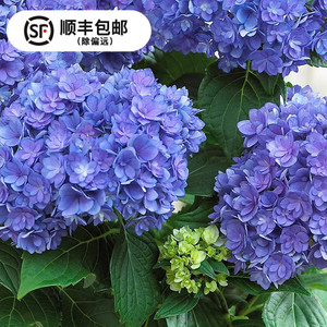 手鞠球蓝色 手鞠球蓝色品牌 价格 阿里巴巴