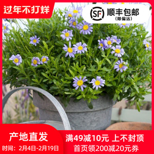 盆栽植物蓝色花 盆栽植物蓝色花品牌 价格 阿里巴巴