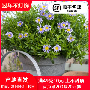 盆栽植物蓝色花 盆栽植物蓝色花品牌 价格 阿里巴巴 盆栽植物蓝色花 盆栽植物蓝色花品牌 价格 阿里巴巴