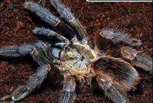 哥斯达黎加橙嘴蜘蛛2-6厘米公母活体宠物另有斑马脚老虎尾蓝面