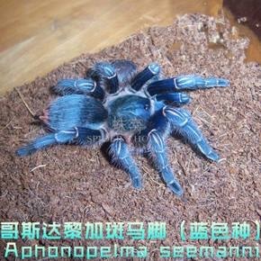 哥斯达黎加斑马脚【蓝哥斑】宠物蜘蛛活体1-9cm珍藏品种好养活