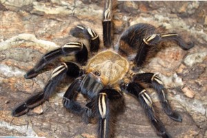 火焰黄膝头4-6厘米公母宠物蜘蛛稀有高端收藏凶猛品种玩家进阶养