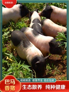 纯种巴马香猪幼崽活苗活体养殖技术服务小猪仔活苗活物两头乌