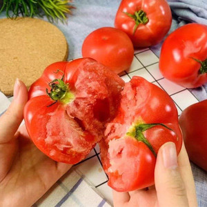 非转基因老品种大番茄种子早熟高产西红柿籽春季阳台菜园蔬菜种孑
