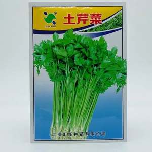 本地芹菜种孑土芹菜种籽农家老品种香芹菜种子可做小芹菜采收蔬菜