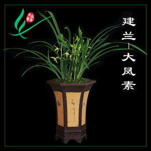 建兰四季兰花苗大凤素浓香花卉盆景栽土绿带草植物名贵花苞龙岩墨