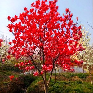 玉兰花树苗大型庭院红黄紫白玉兰树苗盆栽绿化苗木风景景观树苗