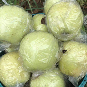 安徽砀山大沙河老品种金帅青苹果新鲜孕妇水果酸甜10斤丑苹果粉面