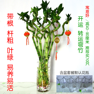 花卉盆栽富贵竹开运 花卉盆栽富贵竹开运品牌 价格 阿里巴巴