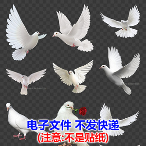 鸽子图片白鸽PNG免扣模板 免抠素材元素 鸽子 白鸽 鸟 鸟类 和平