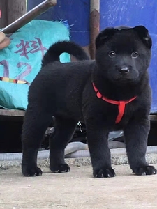 纯种中华田园犬五黑狗五红狗土狗幼犬广西土猎犬看门狗护院狗猎犬