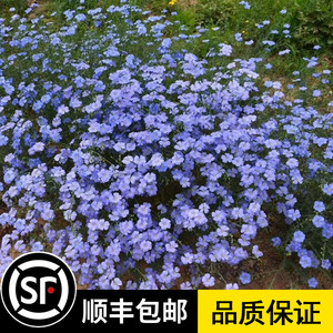 蓝花亚麻种子耐寒耐阴春秋播种多年生园林室外景观花坛庭院花种子