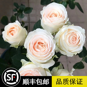 陶瓷蕾丝 月季玫瑰花苗 粉白色包子切花灌木四季开花花卉玫瑰盆栽