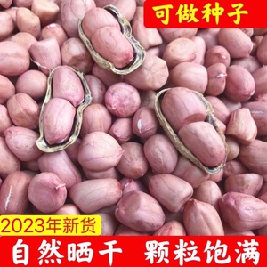 生花生带壳晒干2023年新鲜干花生米种子高产早熟种籽子小白沙生新