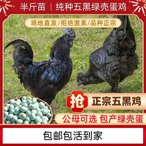 正宗五黑一绿鸡绿壳蛋鸡活体幼苗马上开产产蛋种鸡