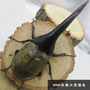 DHH长戟大兜成虫DHL幼虫日本血统极太河野宠物昆甲虫犀金龟独角仙