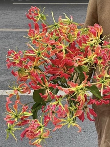 日本进口嘉兰火焰百合鲜花鲜切花元旦过年年宵花迎春新年全国包邮