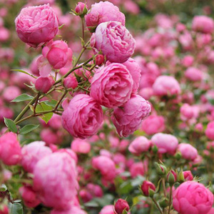 艾拉绒球藤本月季灌木玫瑰花苗大花浓香多头多季开花庭院花园花苗