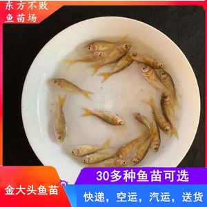 金大头鱼苗花鲢鱼鳙鱼胖头鱼苗观赏鱼养殖水活体大型鱼可食用