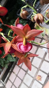 兰花，洋兰天鹅兰花很亮，有绿色，黑色，红色橙色，咖啡色亲下单
