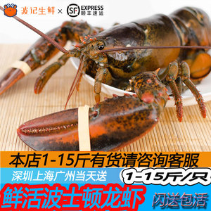 进口鲜活波士顿龙虾 1斤海鲜水产新鲜10澳洲超大龙虾澳龙特大包邮