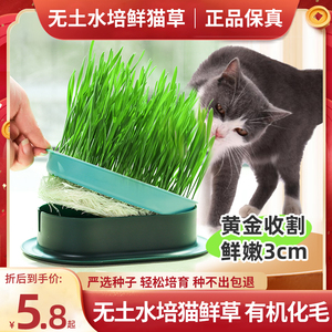 猫零食透明猫盆栽水培猫草自种室内绿植即食小麦种子幼猫宠物零食