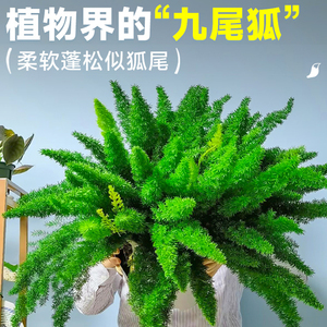 狐尾天门冬盆栽植物庭院阳台常青绿植大全狐尾草四季花卉室内好养