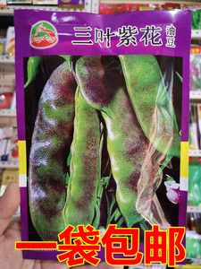 佳木斯种子东北油豆角种子籽豆角精选三叶紫花油豆种子150克 包邮