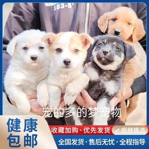 中华田园犬家养幼犬土狗金毛拉布拉多混血狗大黄狗纯黑小白狗活体