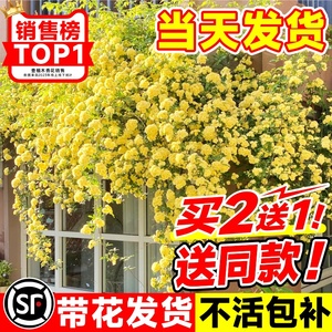 黄木香花苗爬藤植物花卉重瓣白木香树苗蔷薇四季开花庭院大苗盆栽