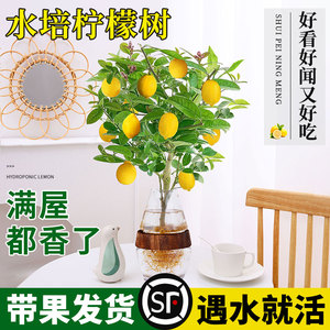 水培植物香水柠檬树盆栽水果办公室桌面食用花卉带果四季好养绿植