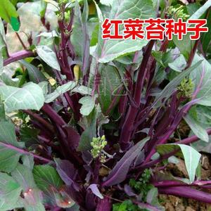武汉洪山红菜苔种子 红色四九菜心种子 秋季阳台盆栽菜籽蔬菜种子